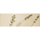 Плитка Iris Ceramica Aura, декор Dec. Moss 100x300х7,5мм структурная/глянцевая, для стены 754934
